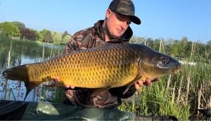 Common Carp