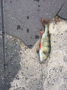 European Perch