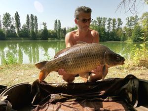 Common Carp