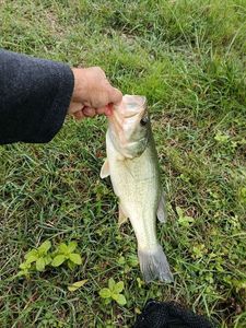 Largemouth Bass