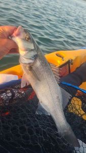European Bass (Seabass)