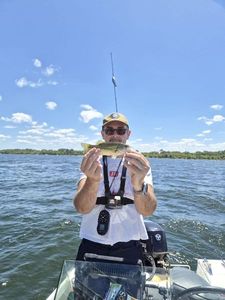 Largemouth Bass