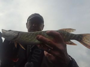 Northern Pike