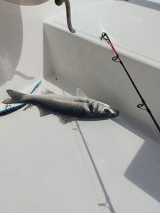 European Bass (Seabass)