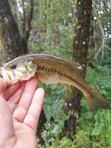 Largemouth Bass