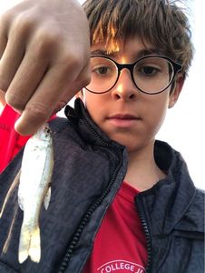Largemouth Bass