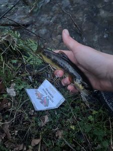 Brown Trout