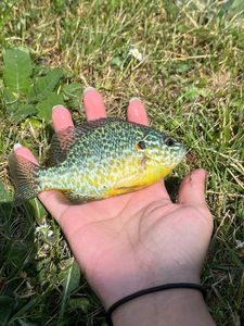 Green Sunfish
