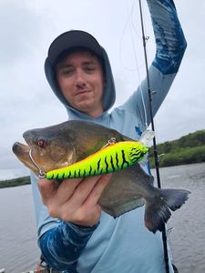 Black Piranha