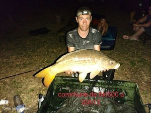 Common Carp