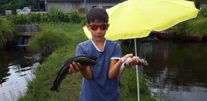Cutthroat Trout