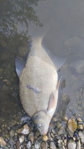 Common Bream