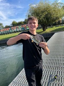 European Perch