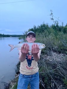 Goldeye