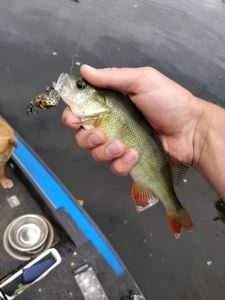 European Perch