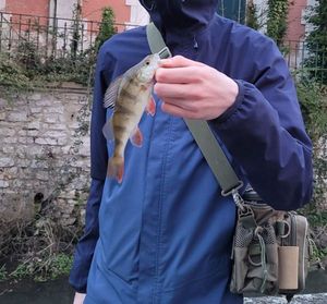 European Perch