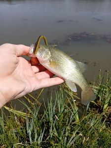 Largemouth Bass