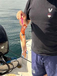 European Squid