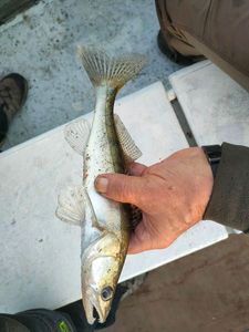 Zander