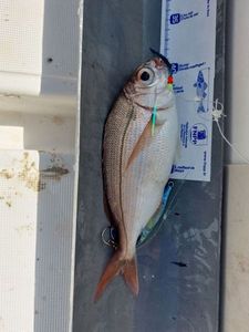 European Bass (Seabass)