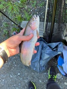 Rainbow Trout