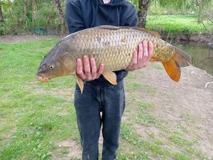 Common Carp