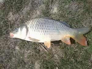 Common Carp