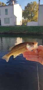 Largemouth Bass