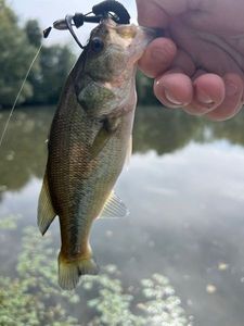 Largemouth Bass