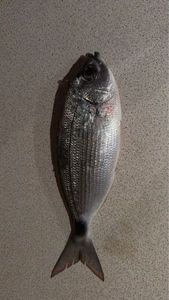 Saddled Seabream