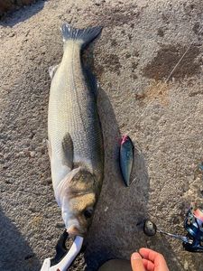 European Bass (Seabass)