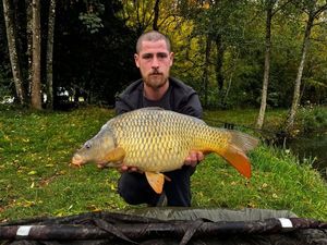 Common Carp