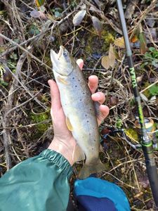 Brown Trout