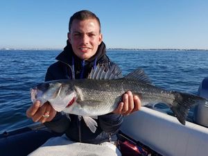 European Bass (Seabass)
