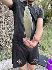 Tench