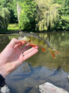 European Perch
