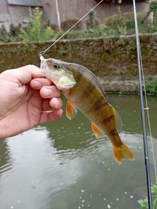 European Perch