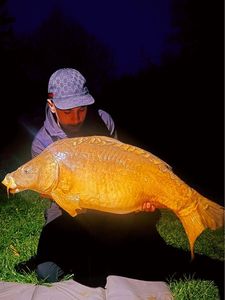 Mirror Carp