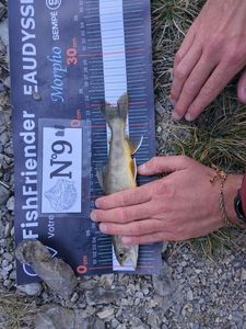 Arctic Char