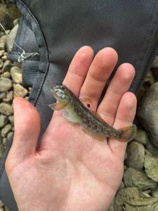 Giant Goby
