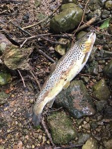 Brown Trout