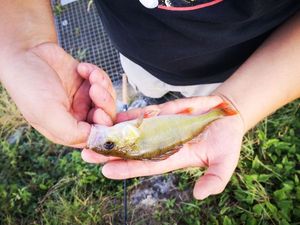 European Perch