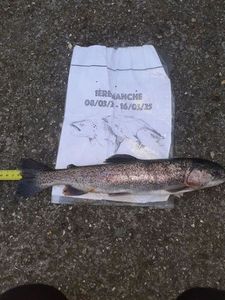 Rainbow Trout
