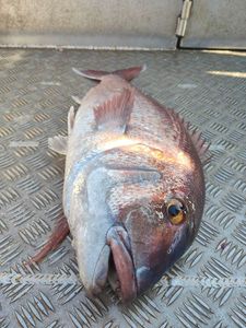 Bluespotted Seabream