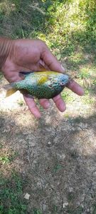 Green Sunfish
