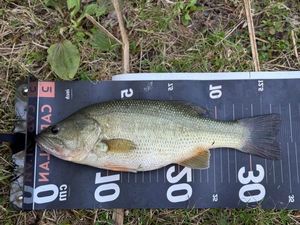Largemouth Bass