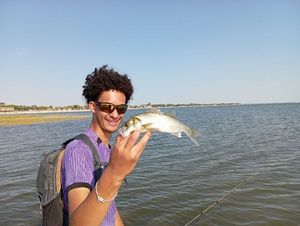 European Bass (Seabass)