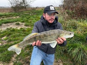 Zander