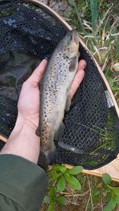 Brown Trout