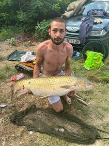 Grass Carp